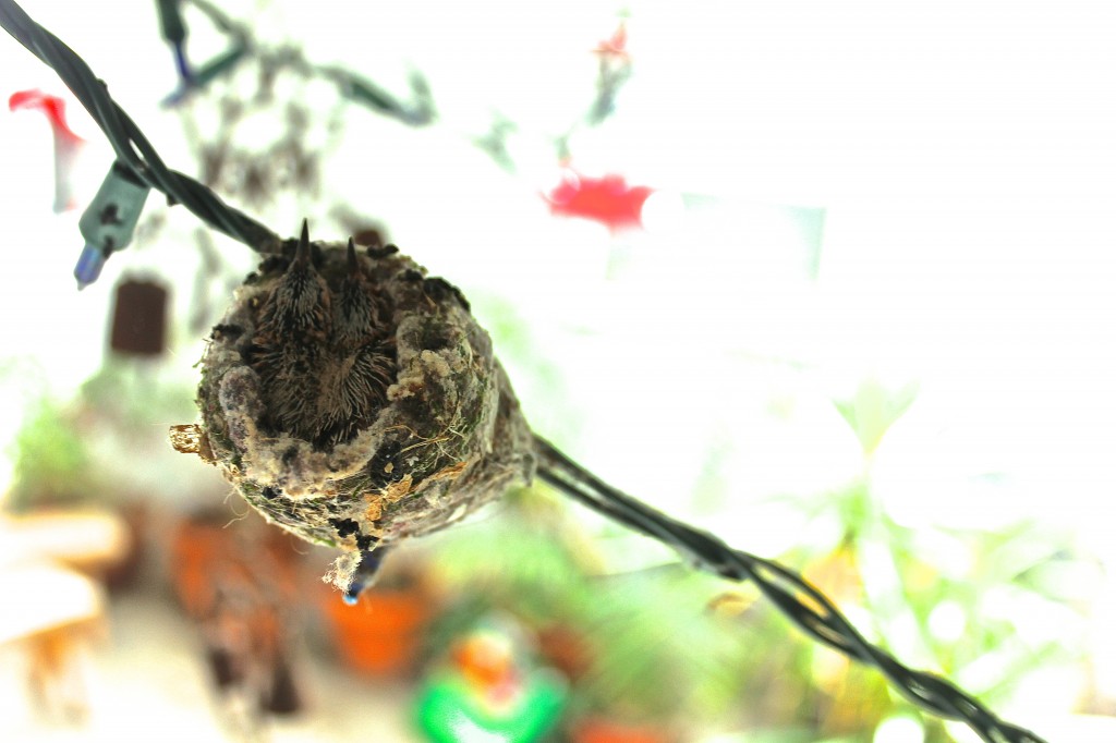 hummingbird babies